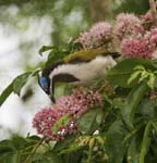 blue faced honeueater feeding on pink flowers of corkwood tree Euodia elleryana