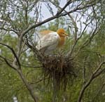 cattle egret