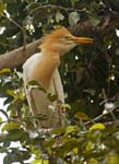 cattle egret in breeding plumage