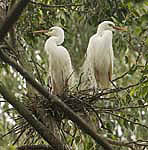 pair of plumed egrets on nest