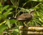 grey crowned babbler at bird bath