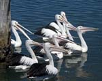 flock of pelicans on blue water