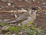 wattle bird