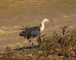 white necked heron in muddy water of paroo river in outback queensland