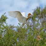 cattle egret in flight