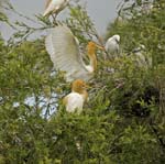 cattle egrets
