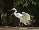 large egret