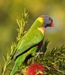 rainbow lorikeet trichoglossus haematodus