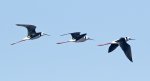 black winged stilts in flight