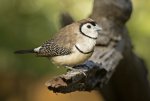 double barred finch