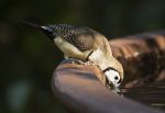 double barred finch drinking