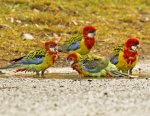 eastern rosellas bathing