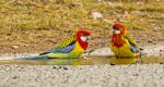 eastern rosellas bathing