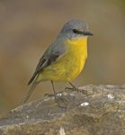 eastern yellow robin