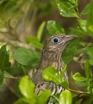female green figbird
