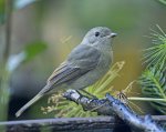 grey shrike-thrush