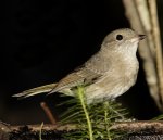 grey shrike-thrush