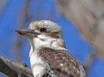 kookaburra / laughing jackass close-up
