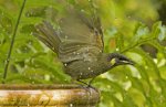 Lewin's honeyeater at bird bath