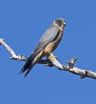 Australian hobby against blue sky