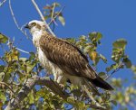 osprey / sea eagle