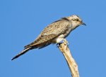 pallid cuckoo against blue sky