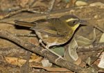 yellow throated scrubwren