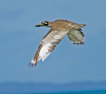 beach stone curlew in flight