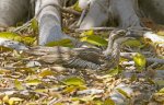 bush stone curlew camouflaged on ground