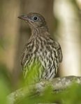 female green figbird