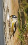 striated pardalote
