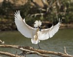 royal spoonbill