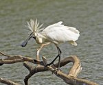 royal spoonbill male