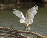 royal spoonbill male