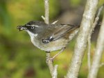 white browed scrubwren