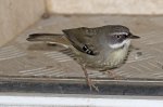 white browed scrub wren