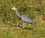 white faced heron