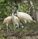 white ibis with fledglings