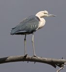 white-necked heron