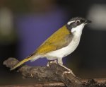 white throated honeyeater
