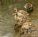 wood duck ducklings