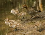 wood duck with ducklings