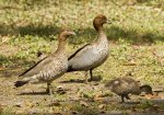 wood ducks with duckling