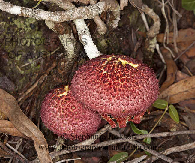 australian fungus - boletellus ananas