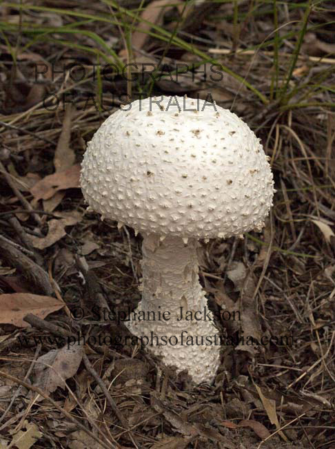 white toadstool - amanita species