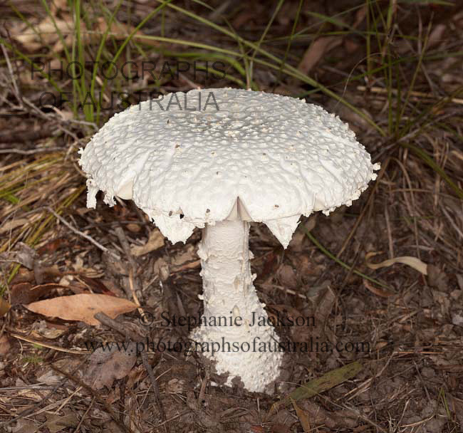 white amanita speceis toadstool