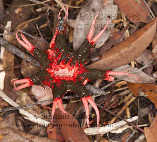 red starfish stinkhorn fungus - aseroe rubra