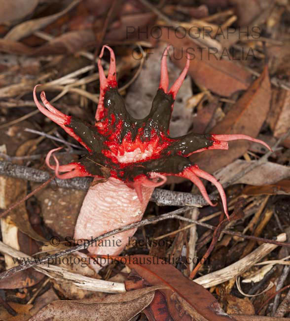 aseroe rubra red starfish fungus