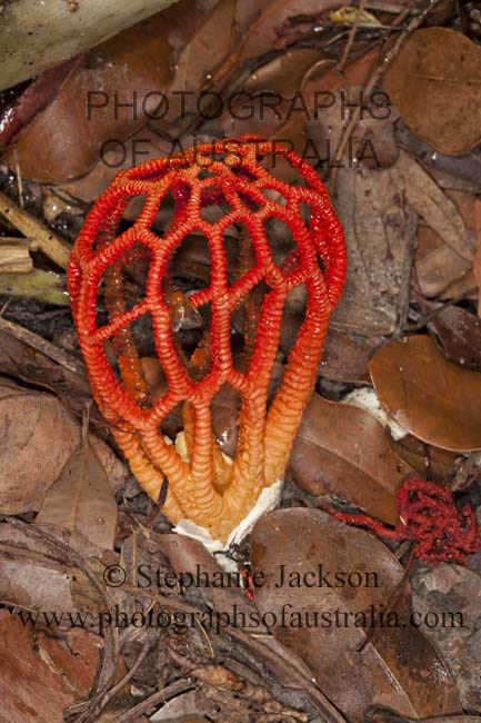 colus pusillis craypot fungus
