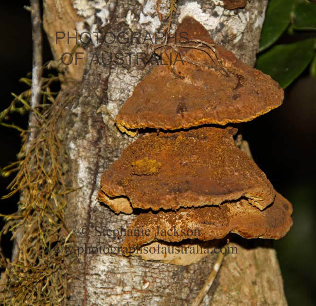 bracket fungus